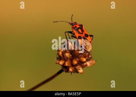 Bug cannelle Banque D'Images