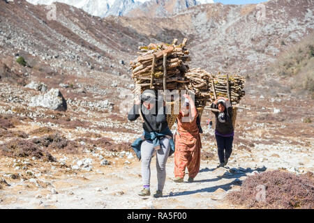 Groupe de femmes transportant de lourdes charges de bois dans l'Himalaya au Népal Banque D'Images