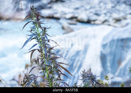 Plante de cannabis poussent à l'état sauvage au Népal Himalaya Banque D'Images