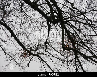 Twinkly fairy lights dans les branches des arbres font partie de la décoration de fête dans le parc de Waddesdon Manor, Noël 2018 Banque D'Images