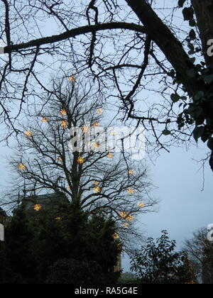 Twinkly fairy lights dans les branches des arbres font partie de la décoration de fête dans le parc de Waddesdon Manor, Noël 2018 Banque D'Images