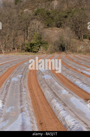 Terrain avec la protection en plastique pour les bandes de terrain, au début du printemps, d'avril, dans Vest-Agder, au sud de la Norvège. Banque D'Images