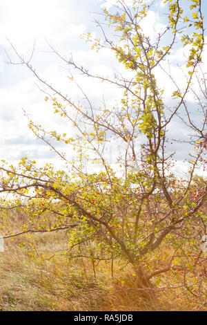 - L'aubépine Crataegus - arbrisseau à Fertőrákos, la Hongrie. Banque D'Images
