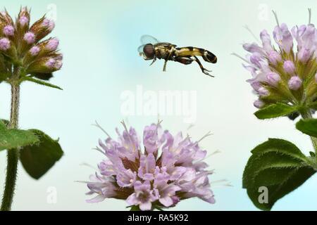 À pattes épaisses hoverfly (Syritta pipiens) en vol sur la fleur d'une menthe aquatique (Mentha aquatica), Allemagne Banque D'Images