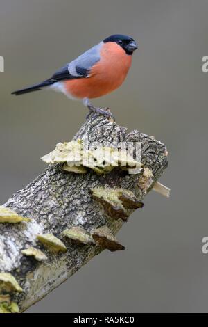 Canard colvert (Pyrrhula pyrrhula), homme, assis sur le bouleau pubescent (Betula pubescens), avec les champignons d'arbre Banque D'Images