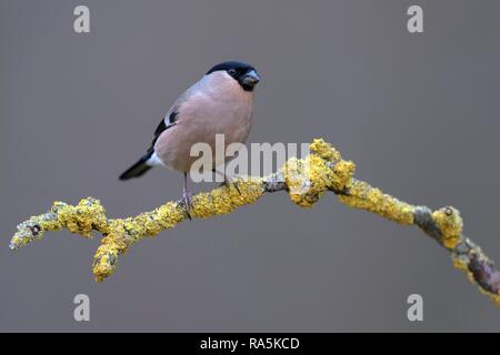 Canard colvert (Pyrrhula pyrrhula), femme, assis sur une branche avec les lichens, zone de la biosphère Jura souabe, Bade-Wurtemberg Banque D'Images