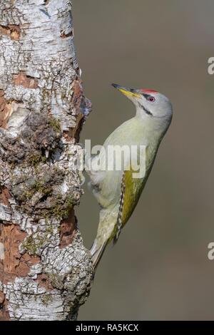 Pic à tête grise (Picus canus), homme, nourriture au bouleau pubescent (Betula pubescens), zone de la biosphère Jura Souabe Banque D'Images