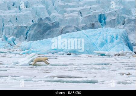 Femme ours polaire (Ursus maritimus) saute au-dessus de glace flottante en face d'un iceberg, bleu, Björnsundet Hinlopen Strait Banque D'Images