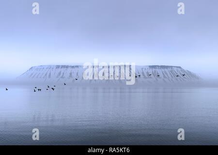 Troupeau de Guillemots de Brünnich (Uria lomvia) ou du Brunnich guillemots se trouvant sur l'île de Spitsbergen, le détroit d'Hinlopen Banque D'Images