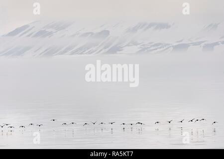 Troupeau de Guillemots de Brünnich (Uria lomvia) ou du Brunnich guillemots se trouvant sur l'île de Spitsbergen, le détroit d'Hinlopen Banque D'Images