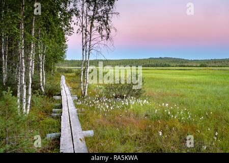 Passerelle en bois, coucher du soleil dans des milieux humides, le maure d'arbres à feuilles caduques, de bouleaux et de linaigrette, Ruhtinansalmi, Laponie, Finlande Banque D'Images
