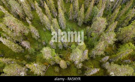 Drone abattu, boréale, conifères de l'Arctique, forêt, zones humides, Moss, salla, Lappi, Finlande, Finlande Banque D'Images