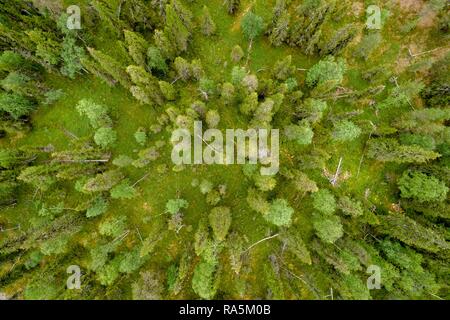 Drone abattu, boréale, conifères de l'Arctique, forêt, zones humides, Moss, salla, Lappi, Finlande, Finlande Banque D'Images