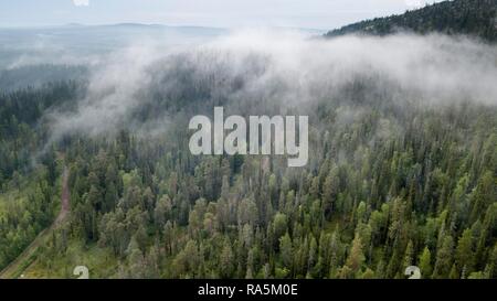 Drone abattu, le brouillard dans la forêt boréale de conifères, forêt de l'Arctique, Salla, Lappi, Finlande Banque D'Images