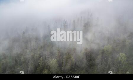 Drone abattu, le brouillard dans la forêt boréale, de l'Arctique, les conifères, les arbres à feuilles caduques, salla, Lappi, Finlande Banque D'Images