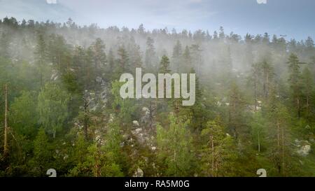 Drone abattu, le brouillard dans la forêt boréale, de l'Arctique, les conifères, les arbres à feuilles caduques, salla, Lappi, Finlande Banque D'Images