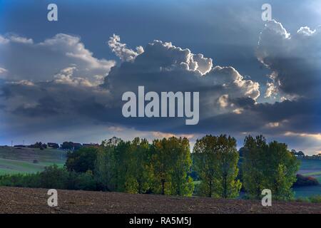 Paysage d'automne avec les peupliers (Populus) et ciel nuageux, Franconia, Bavaria, Germany Banque D'Images