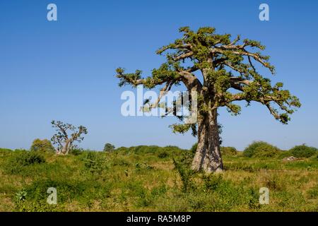 Le baobab africain (Adansonia digitata), région de Dakar, Sénégal Banque D'Images