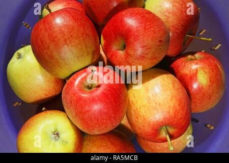 Les pommes récoltées, Apple (Malus domestica variété Braeburn Braeburn), Allemagne Banque D'Images