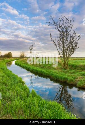 Pré, fossé, saule, Flögeln, Cuxhaven, Basse-Saxe, Allemagne Banque D'Images