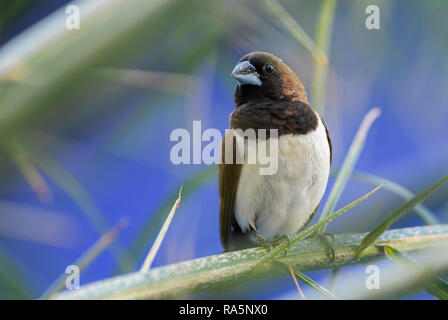La Munia Lonchura leucogastroides - Javan, beau brun et blanc petit oiseau de l'Indonésien jardins et buissons, Bali. Banque D'Images