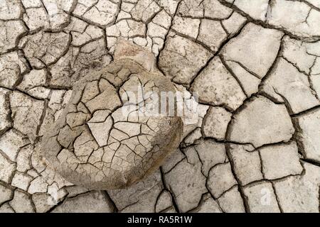 12.2005, séché le sol, Forggensee, Füssen, Ostallgäu, Bavière, Allemagne Banque D'Images