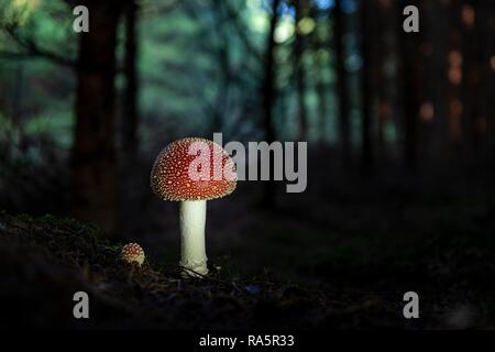 Fly agarics (Amanita muscaria) dans la forêt sombre, Dirlewang, Allgaeu, Bavaria, Germany Banque D'Images