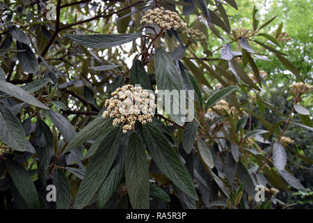 Viburnum rhytidophyllum (Viburnum) Cassandre. Arbuste décoratif de l'Asie. Banque D'Images