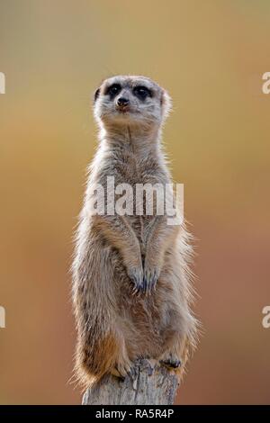 Meerkat (Suricata suricatta) monte la garde, Allemagne Banque D'Images