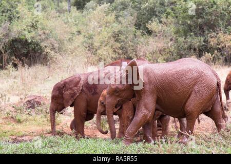 Trois éléphants d'Afrique (Loxodonta africana) à un bain de boue dans la boue rouge, Zambie, Afrique Banque D'Images