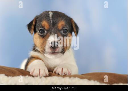 Jack Russell Terrier, tricolore, chiot 5 semaines, animal portrait, Autriche Banque D'Images