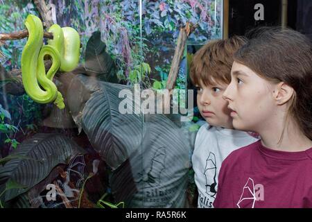 Les enfants regardant un arbre vert Python (Morelia viridis), Metal bat, Bad Segeberg, Schleswig-Holstein Banque D'Images