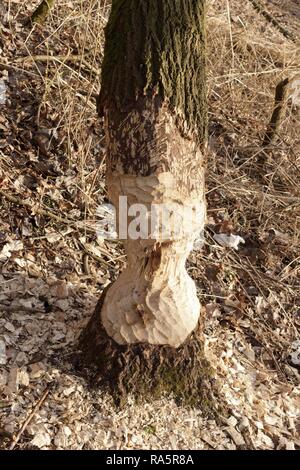 Mordu de castor au tronc d'arbre, Sandkrugbrücke Schnakenbek, Schleswig-Holstein, Allemagne Banque D'Images