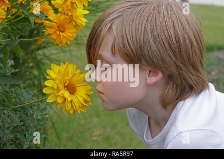 Garçon qui sent une fleur jaune, Allemagne Banque D'Images