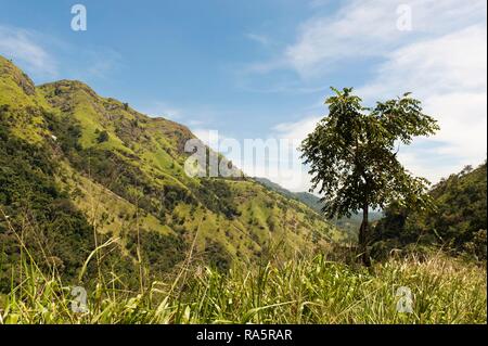 Paysage de montagne dans les highlands, près de la province d'Uva, Ella, Sri Lanka Banque D'Images