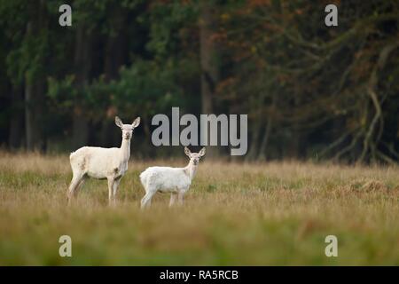 Red Deer (Cervus elaphus), le cerf vache avec jeune animal en robe blanche, Jägersborg, Danemark Banque D'Images
