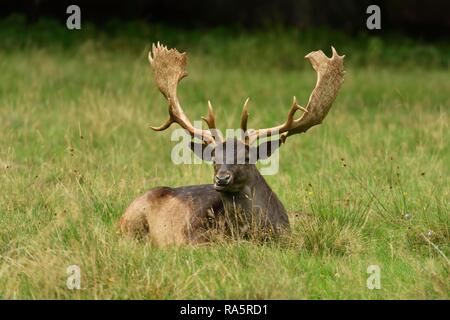 Le daim (Dama dama), capital stag se trouve dans l'herbe, Jaegersborg Deer Park, Danemark Banque D'Images