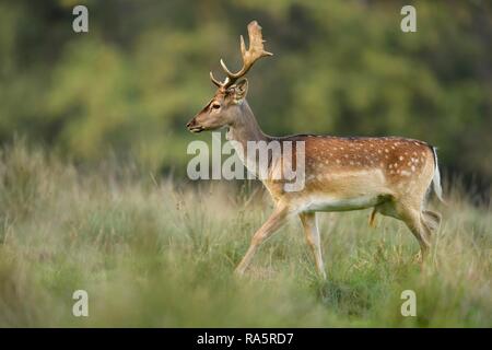 Le daim (Dama dama), jeune cerf walking in meadow, Jaegersborg Deer Park, Danemark Banque D'Images