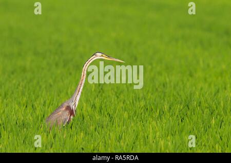 Héron pourpré (Ardea purpurea), la chasse dans un champ de riz (Oryza sativa), environs de la Réserve naturelle du delta de l'Ebre Banque D'Images