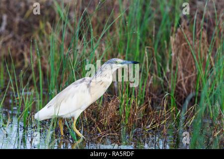 Crabier chevelu (Ardeola ralloides), la chasse à un lagon, environs de la Réserve naturelle du delta de l'Ebre, province de Tarragone, Catalogne Banque D'Images