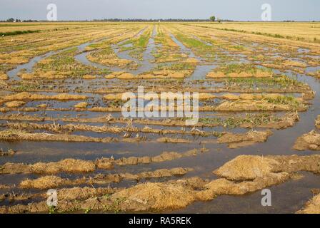 Désolé champ de riz (Oryza sativa) juste après la récolte du riz, environs de la Réserve naturelle du delta de l'Ebre, province de Tarragone Banque D'Images