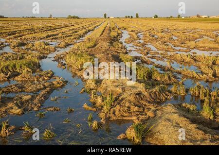 Désolé champ de riz (Oryza sativa) juste après la récolte du riz, environs de la Réserve naturelle du delta de l'Ebre, province de Tarragone Banque D'Images