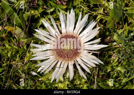 Chardon Carlina acaulis (argent), les Alpes d'Allgäu, Vorarlberg, Autriche Banque D'Images