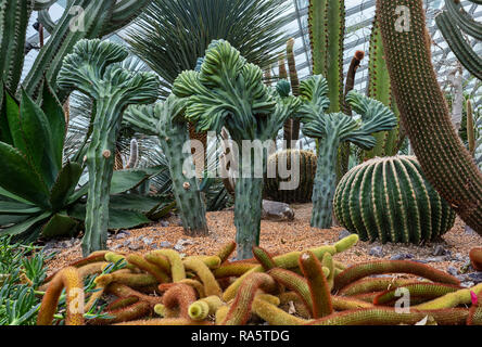 Le Cactus dans le Flowerdome dans des jardins d'intérieur de la Baie - Singapour Banque D'Images