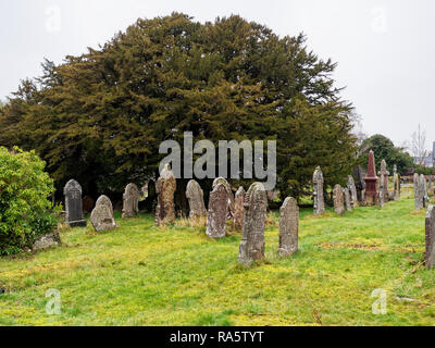 Yew Tree, ancienne Defynnog, Powys Banque D'Images