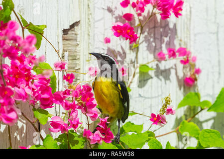 Sucrier à Ventre Jaune Coereba Flaveola Doiseaux Sur L