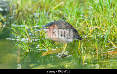 (Heron Butorides virescens) vert soutenu heron, prêt pour la pêche dans le ruisseau d'eau douce dans le petit village de pêcheurs de Castara, Tobago, West Indies Banque D'Images