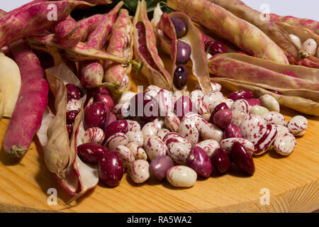 Les haricots borlotti ont d'innombrables propriétés, ils se prêtent à différentes recettes dans la cuisine Banque D'Images