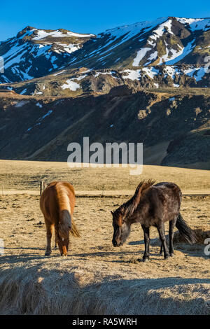 Chevaux Islandais, une race rustique utiliser pour le travail et le plaisir dans ce cheval-aimer la culture, le long de la côte sud de l'Islande Banque D'Images