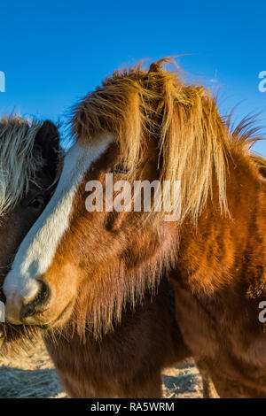 Chevaux Islandais, une race rustique utiliser pour le travail et le plaisir dans ce cheval-aimer la culture, le long de la côte sud de l'Islande Banque D'Images